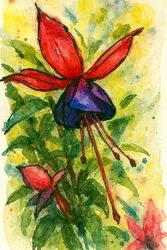 Fuchsia Watercolor Bloom