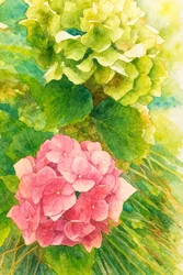 Pink And Green Hydrangeas