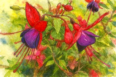 Vibrant Fuchsia Blooms