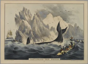 Capturing the Whale