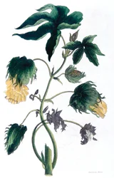 Gossypium - Cotton Plant, 1823