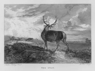 The Stag