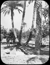 General Gordons Garden, Khartoum, Sudan, c1890