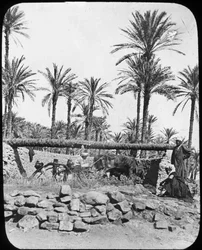 Water Wheel, Egypt