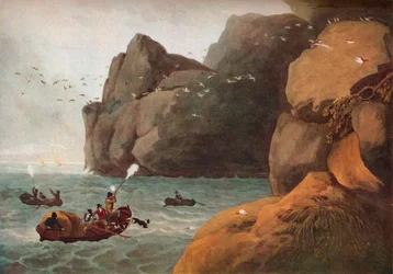 Puffin Shooting