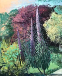 Three Echiums