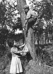 A Little Boy Up on a Fruit Tree Picking Fruits for a Little Girl, Molise
