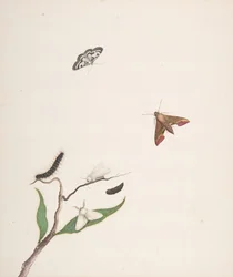 A Caterpillar and Two Moths on a Branch and Two Butterflies