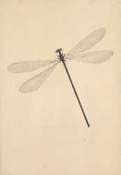 A Dragonfly