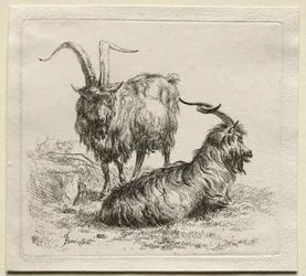 Animalia: Two Goats