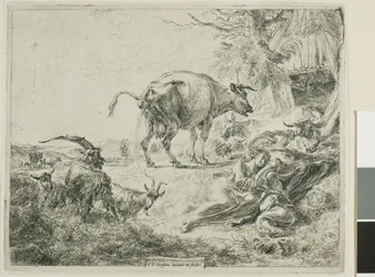 Cow Relieving Itself