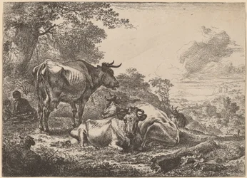 Resting Cows