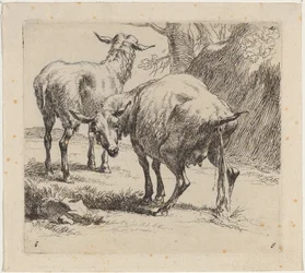 Two Sheep, One Pissing