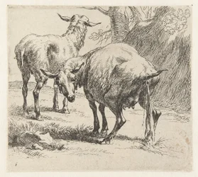 Pissing Ewe and a Sheep (Sheep)