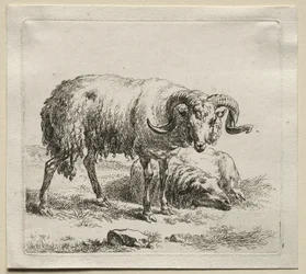 Ram and Sheep