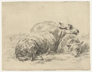 Two Lying Sheep