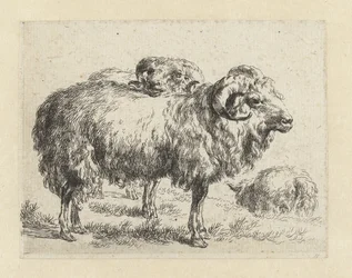 Two Rams and a Sheep