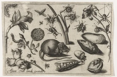 Flowers, a mouse, insects and a shell (series title)