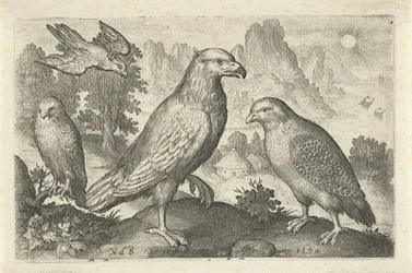 Eagle and Other Birds of Prey