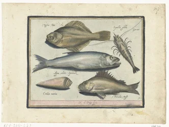 Cod, Shrimp, Smelt, and Perch (Libelivs varia Genera piscium complectens) (Freshwater Fish, Sea Fish, Frogs, Crustaceans, and Sea Creatures)
