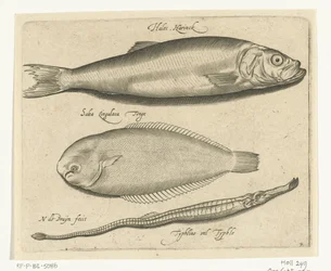 Herring, Sole, and Needlefish (Libelivs Varia Genera Piscium Complectens) (Freshwater Fish, Sea Fish, Frogs, Crustaceans, and Sea Creatures)