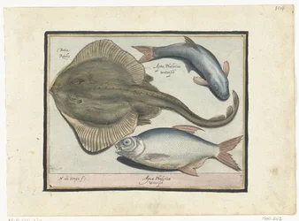 Rog, bream and whitefish