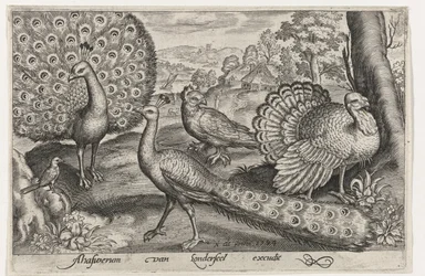 Two Peacocks and a Turkey