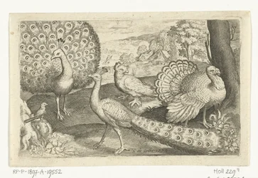 Two Peacocks and a Turkey (series title) Birds and Insects
