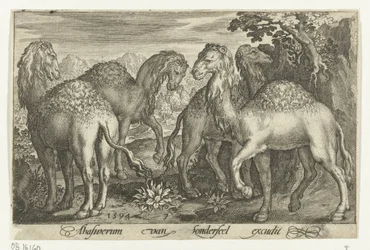 Four Dromedaries
