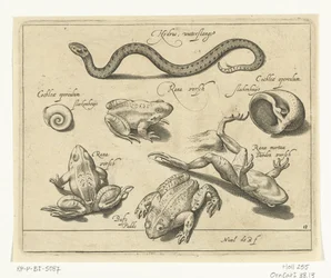Water Snake, Frogs and Toads, Freshwater Fish, Sea Fish, Frogs, Crustaceans and Sea Creatures (series title)