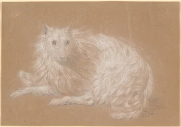 A lying long-haired dog