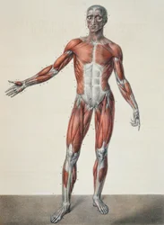 Anatomy of the human body, from 