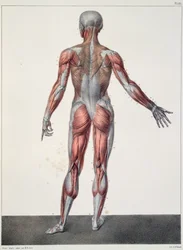 Anatomy of the Human Body, from 