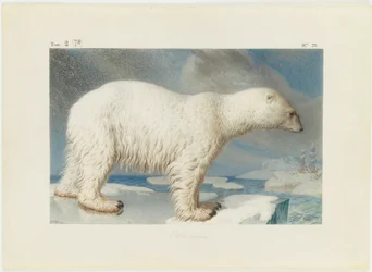 Polar bear