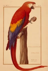 Psittacus Maximus Aldr (ovandi)