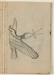 Studies of Birds, Probably After a Model