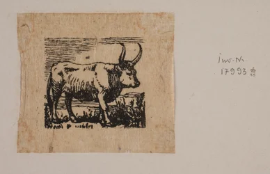 An Ox