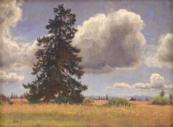 Spruce Tree in a Summer Pasture, Norway
