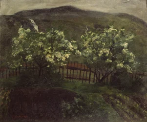 Spring rain and cherry