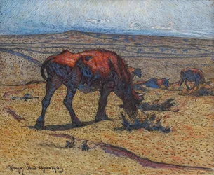 Heifers