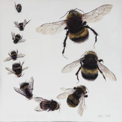 Bombus