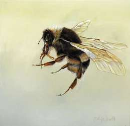 Bombus Terrestris 4, 2011