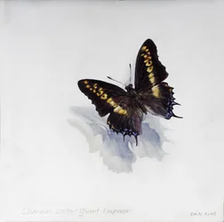 Charaxes castor, giant emperor