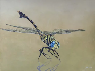 Dragon fly