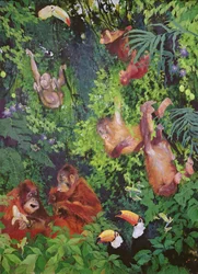 Orangutangs and Toucans