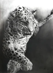 Panthera pardus 1