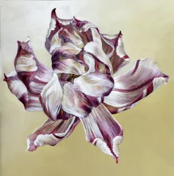 Tulipa, 2013