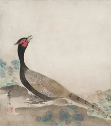 Pheasant