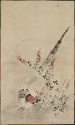 Pheasant and Grasses
