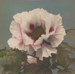 Tree Peony